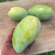 Lemon zest mango for sale  Morrisville