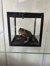 Taxidermy toad modern for sale  ANDOVER