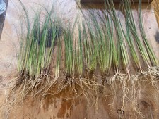 Live mexican feather for sale  Placentia