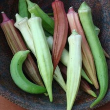 Rainbow okra seeds for sale  Buffalo