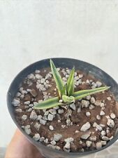 Agave victoriae reginae usato  Mazara del Vallo