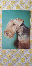 Hund postkarte airedale gebraucht kaufen  Cremlingen