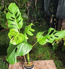 Monstera laniata plant for sale  Hollywood