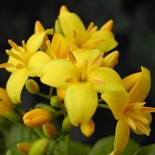 beautiful houseplant for sale beautiful houseplant for sale San Francisco