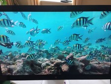 Apple thunderbolt display for sale  Los Gatos