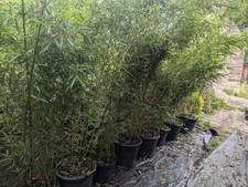 Phyllostachys aurea golden for sale  MATLOCK