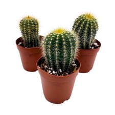 Golden barrel cactus for sale  Apopka