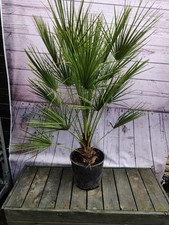 Chamaerops humilis decorative for sale  HARLOW