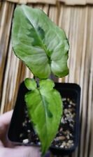 real houseplant for sale  Byhalia