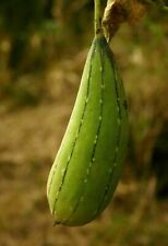 spugna vegetale usato  Torino