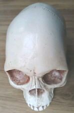 human skull replica for sale  CANTERBURY