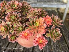 Aeonium green tea d'occasion  Arzacq-Arraziguet