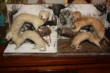 Taxidermie. groupe 4 d'occasion  Les Lilas
