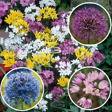 Super mix allium for sale  MELTON MOWBRAY