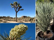 Blue joshua tree for sale  BROCKENHURST