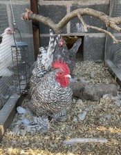 Cuckoo sablepoot x for sale  CREWE