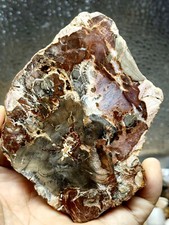 Rara madeira petrificada natural madeira bruta fóssil mineral espécime cura comprar usado  Enviando para Brazil