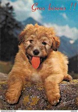 Animaux chiens regards d'occasion  Fruges