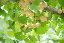 Ginkgo biloba 5 for sale  UK