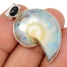 Fossil nautilus shell for sale  Elk Grove