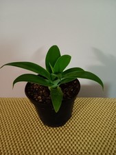 agave attenuata usato  Lentini