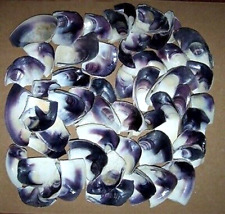 Pound quahog wampum for sale  Middletown