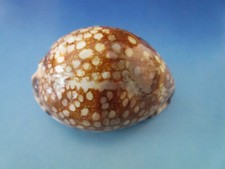 Top cypraea scurra gebraucht kaufen  München
