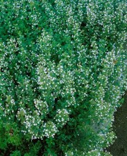 Calamintha nepeta blue gebraucht kaufen  Westerstede