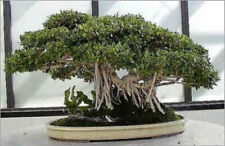 Ficus benghalensis banyan usato  Trappeto