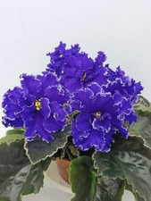 2020 plants for sale 2020 plants for sale Irving