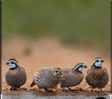 X12 bobwhite quail for sale  BIRMINGHAM