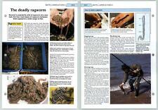Deadly ragworm sea for sale  SLEAFORD