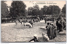 Pig norman fairfield d'occasion  Expédié en Belgium