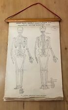 Anatomical posters for sale  CHATHAM