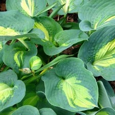 Hosta dream queen for sale  MARCH