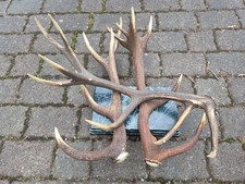 Alte abwurfstangen vom gebraucht kaufen  Bexbach