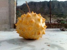 Semi kiwano rotondo usato  Trappeto