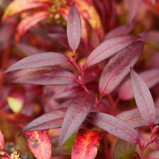 Leucothoe keiskei royal for sale  UK