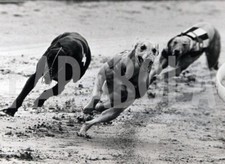 Vintage animali una usato  Roma