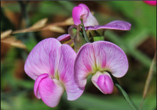 Lathyrus perennial sweet for sale  DURHAM