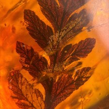 Stunning leaves inclusion for sale  GILLINGHAM