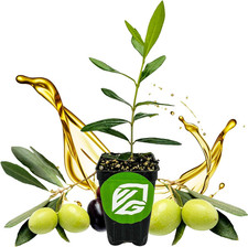 Leccino olive tree for sale  Denver