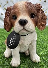 Cavalier king charles for sale  KIRKCALDY