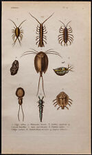 1850 crustacés gravure d'occasion  Besançon