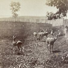 Antique 1870s fenced for sale  Niagara Falls