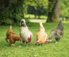 Poultry pasture grass for sale  WATLINGTON