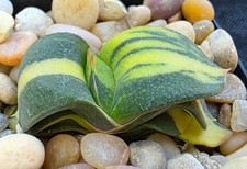 Gasteria armstrongii variegate for sale  Porter Ranch