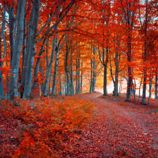 Farbiger herbstmorgen dunklen gebraucht kaufen  Borsdorf
