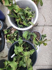 Epiphyllum guatemalense monstr gebraucht kaufen  Bad Nenndorf
