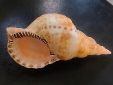 Conchiglia shell charonia usato  Piombino